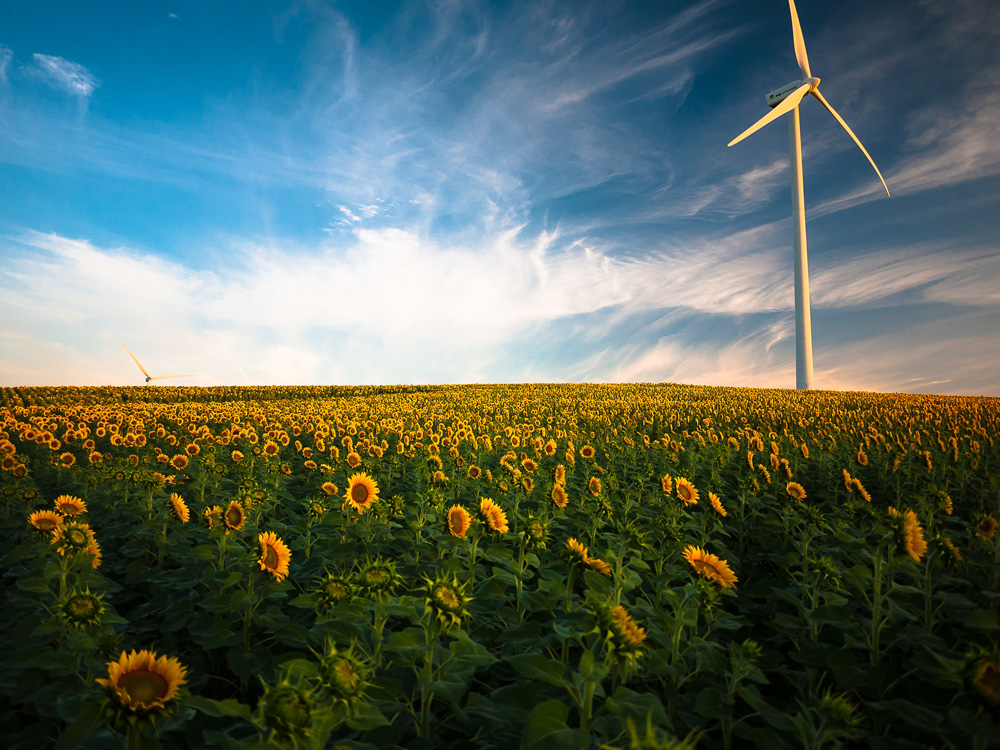 wind turbine in sunfunlower field